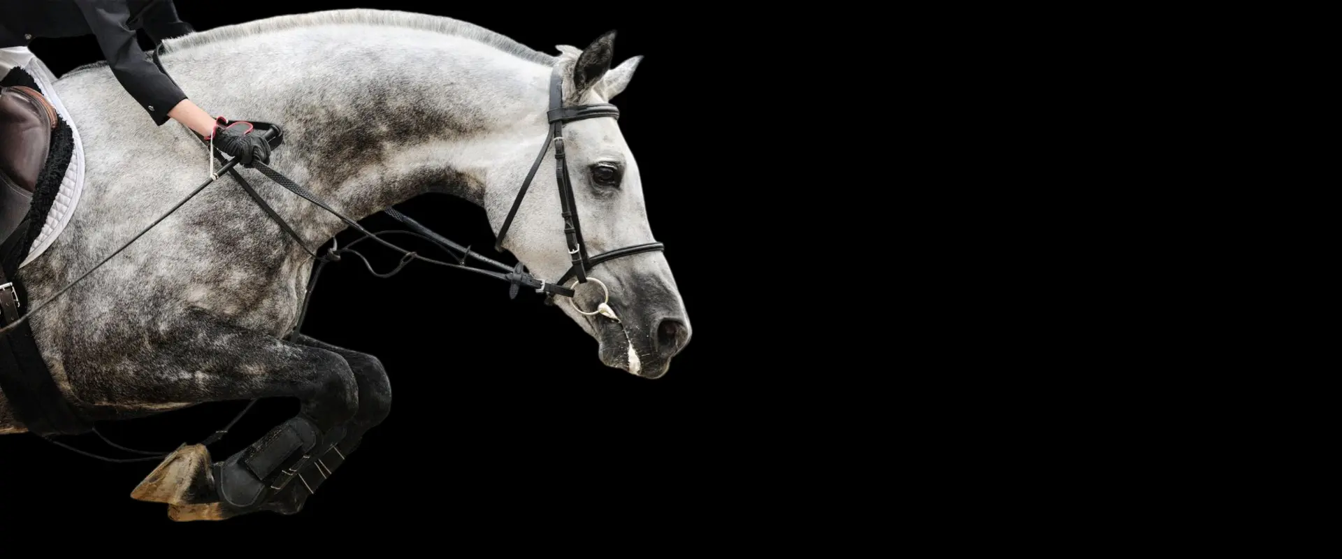 A white horse with black bridle is looking at the camera.