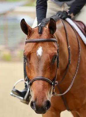 A close up of the head and neck of a horse.