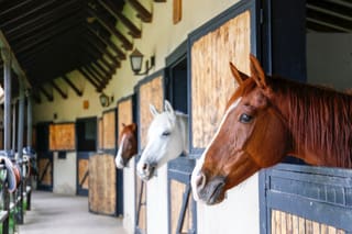 Three horses in a stable with their heads sticking out of the stalls.