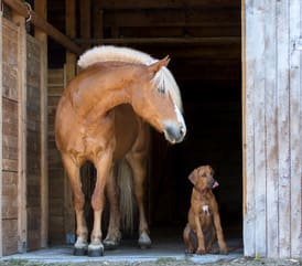 A dog and horse in a stable